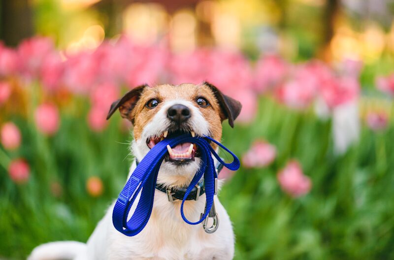 dog with leash in mouth sandwich park district